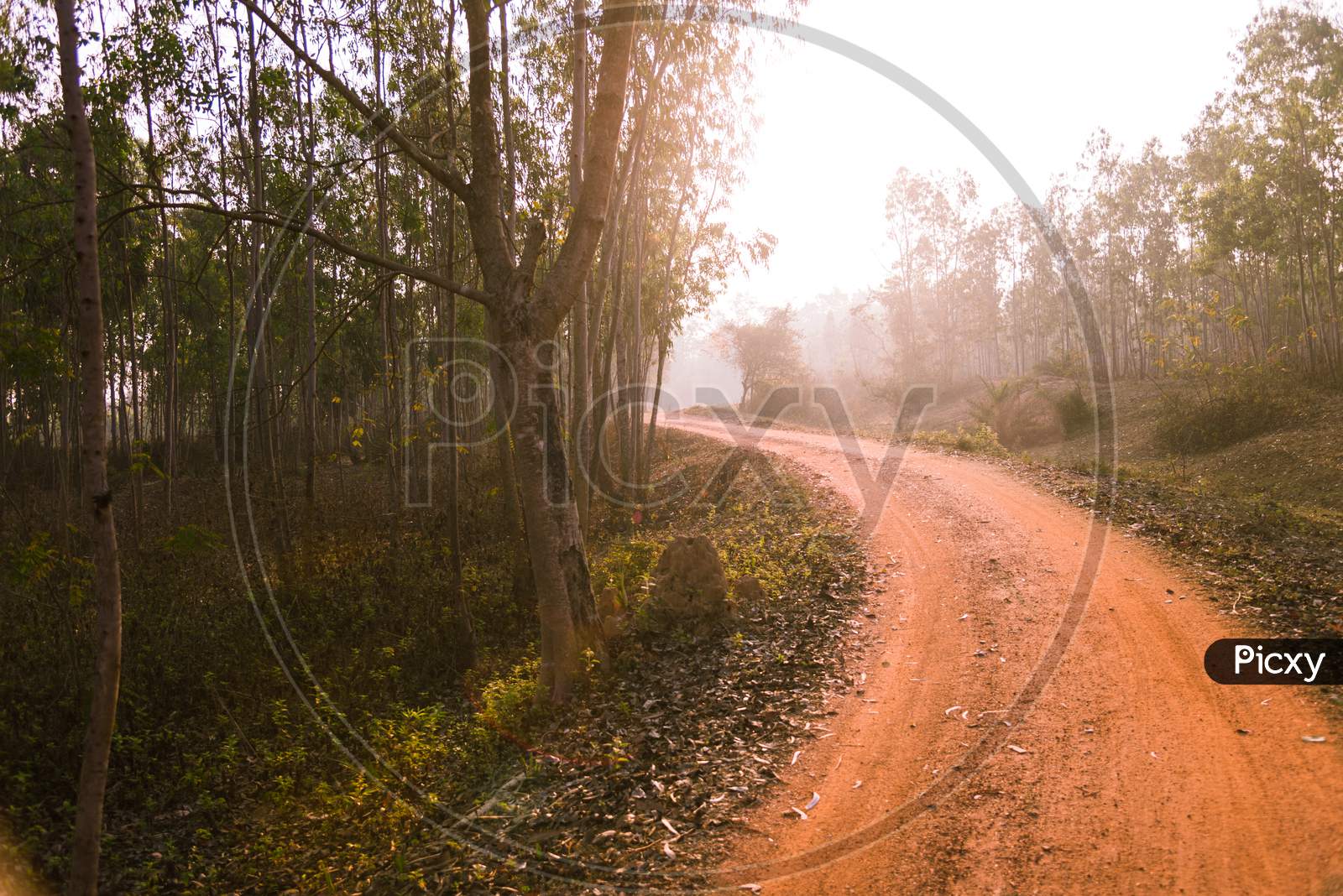 In the morning, there is a red dirt road in the middle of Jhargram forest