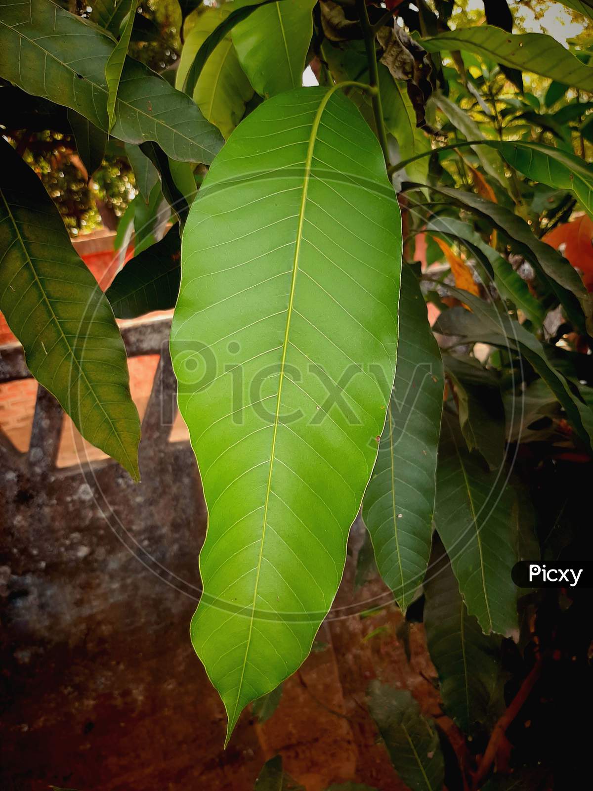 mango long leaf