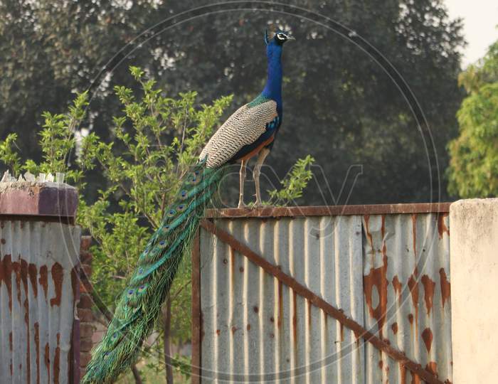 An Indian Peacock (National Bird of India)