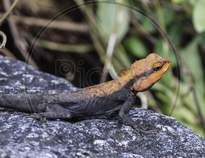 Indian rock lizard