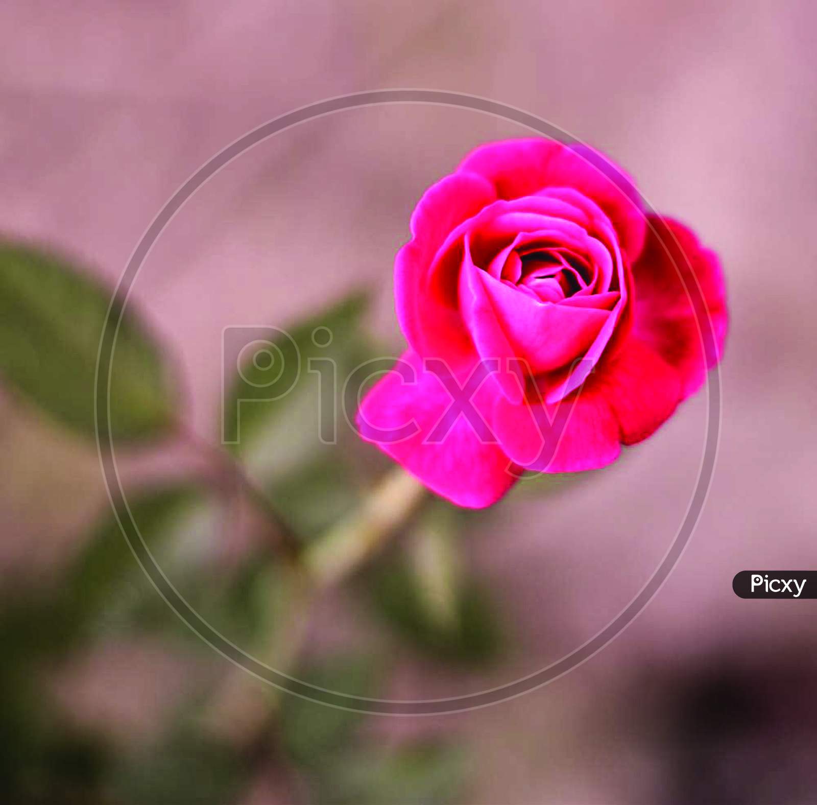 Red Rose,
