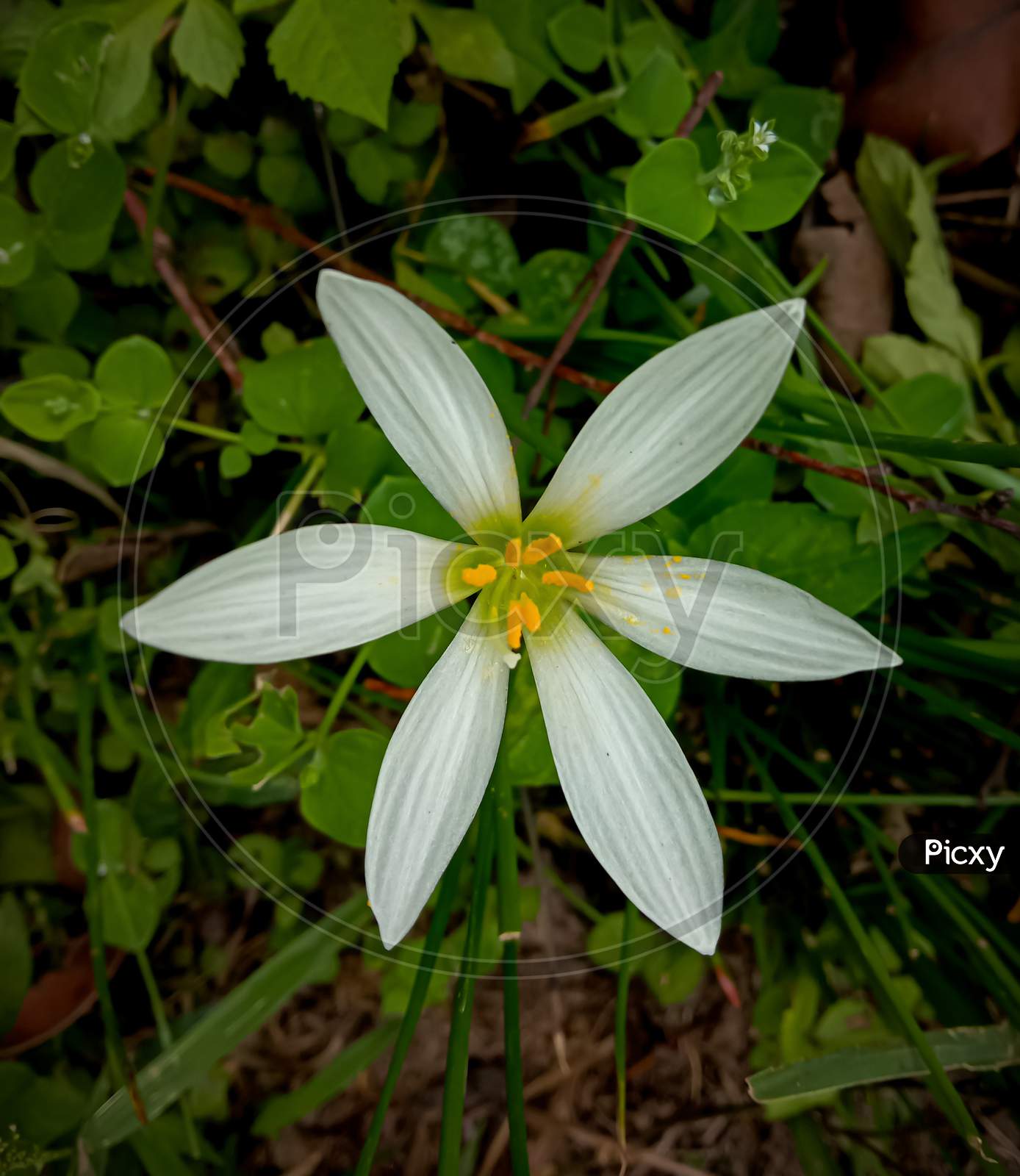Indian Zephyranthes Candida, A Member Of The Amaryllis Family.