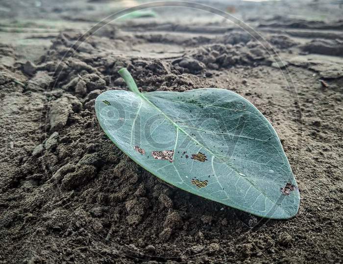 Single leaf