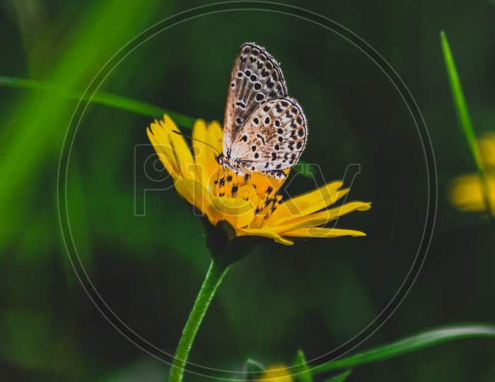 Beautiful butterfly photo