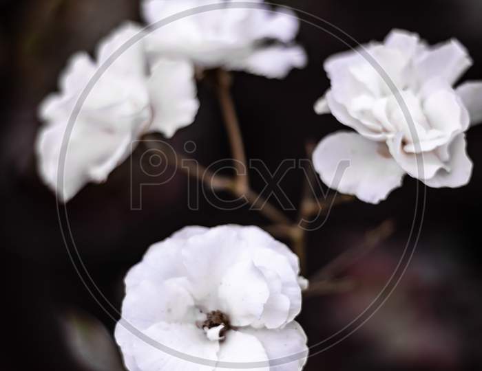 Beautiful White flowers in the garden