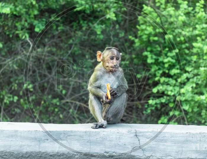 Monkey eating biscuits
