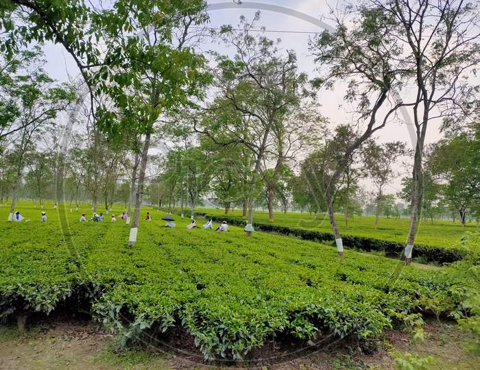 Tea forest in Siliguri
