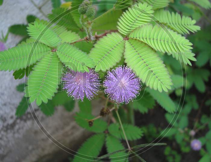 Touch me not plant mimosa pudica