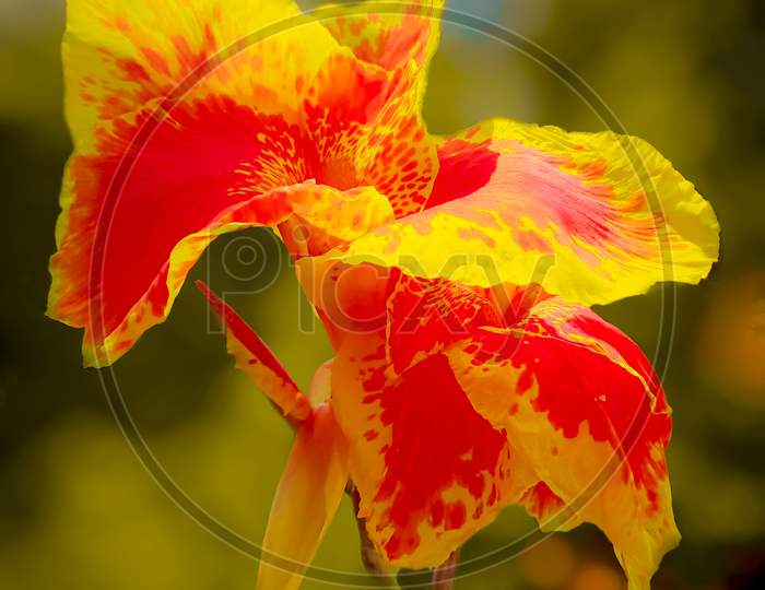 a beautyfull yellow and red flower