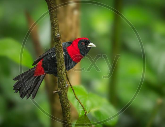 Red and black bird