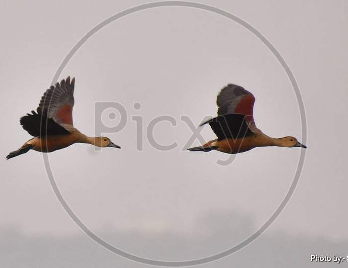 lesser whistling duck (Dendrocygna javanica)