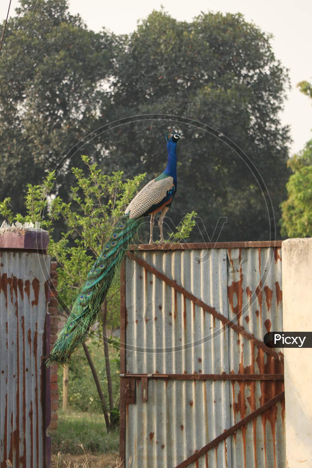 An Indian Peacock (National Bird of India)