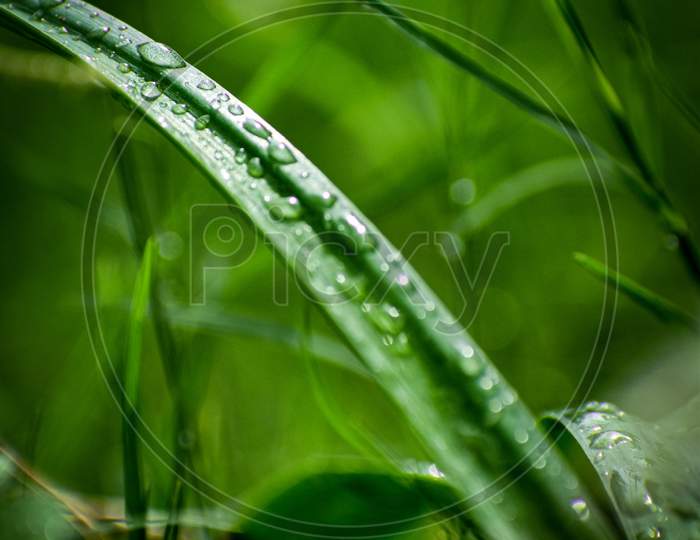 waterdrops on grass