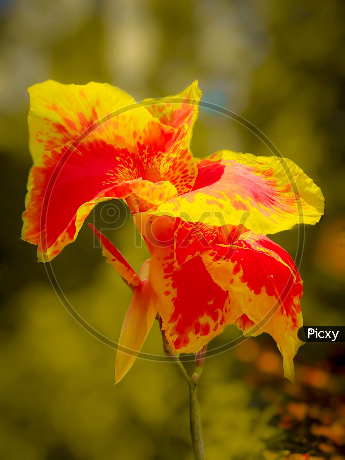 a beautyfull yellow and red flower