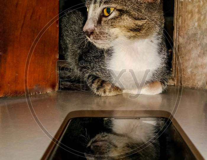 Cat Reflection On Mobile Screen