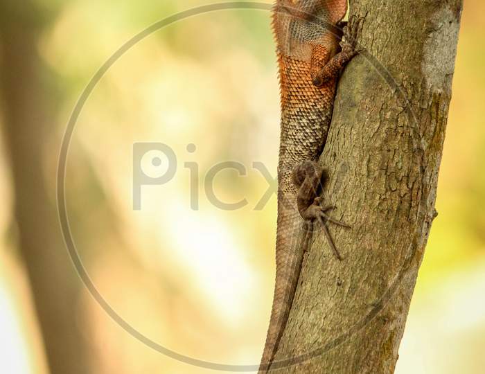 Lizard on a tree, Girgiti
