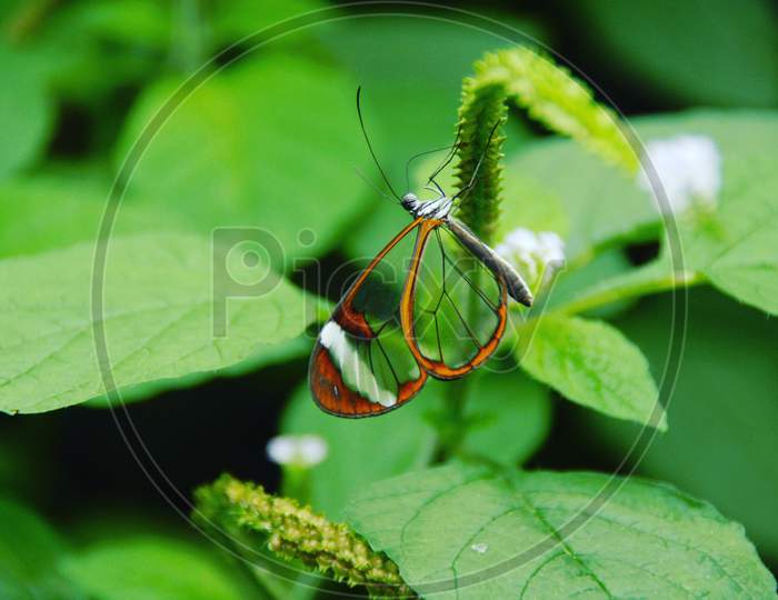 Butterfly on hd greenery and nature