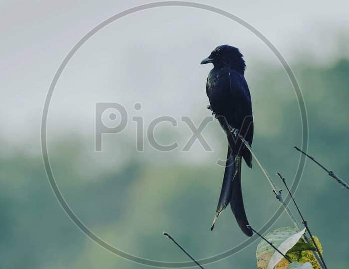 black drongo (Dicrurus macrocercus)