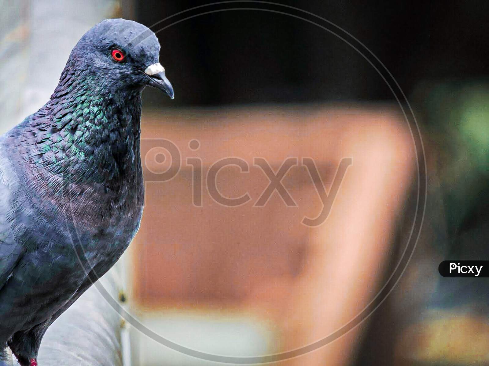 Image of Red Eyed Pigeon-UU099141-Picxy