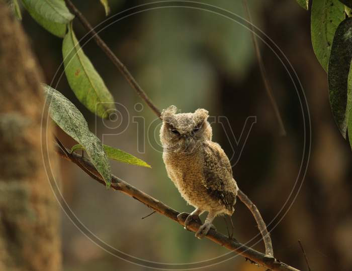 owl sitting on a branch