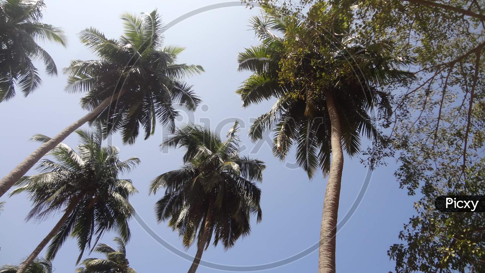 Coconut Trees at Port Blair