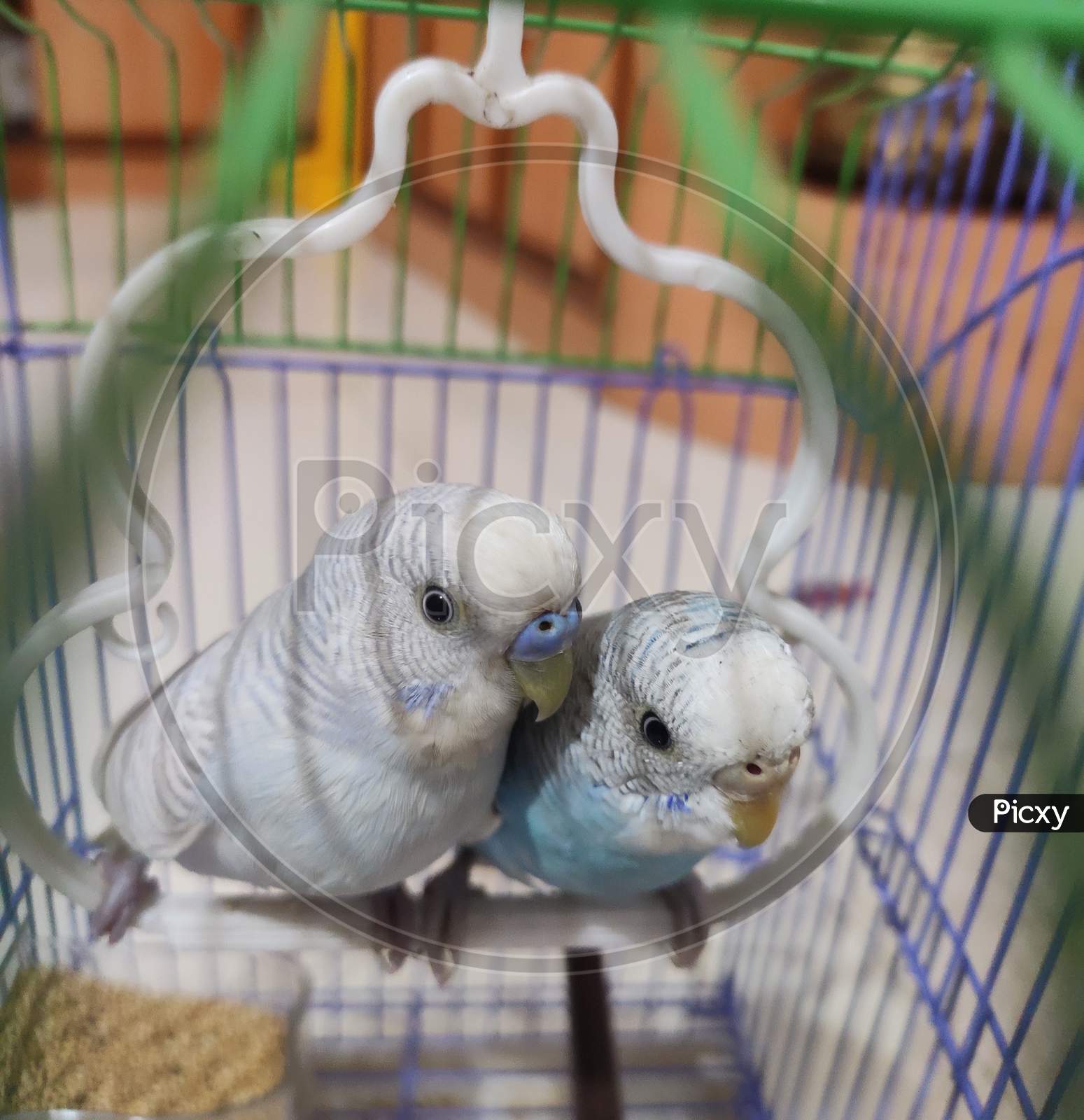 Cute Lovebirds