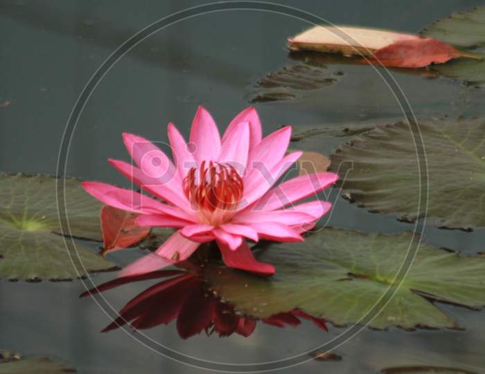 Most Beautiful water lily