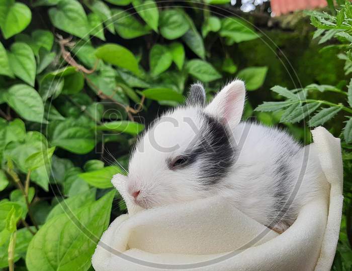 Bunny, baby rabbit