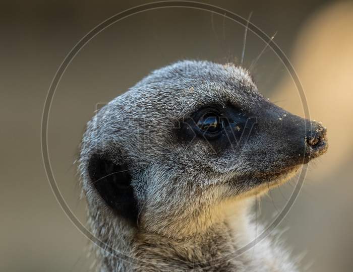 Watchful Meerkat, Suricata Suricatta, Head Shot Watching For Danger