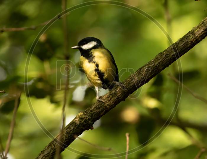Great Tit, Parus Major, Perched On Diagonal Branch With Blurred Foliage Background