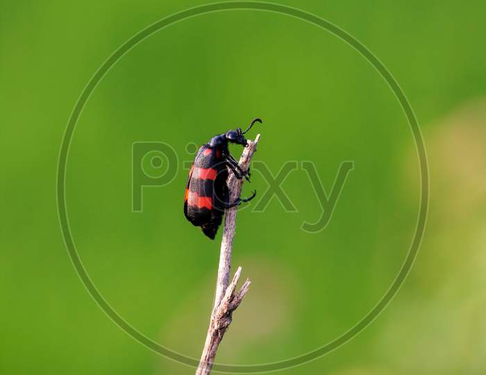 Macro shots of Blister beetle (Mylabris pustulata).