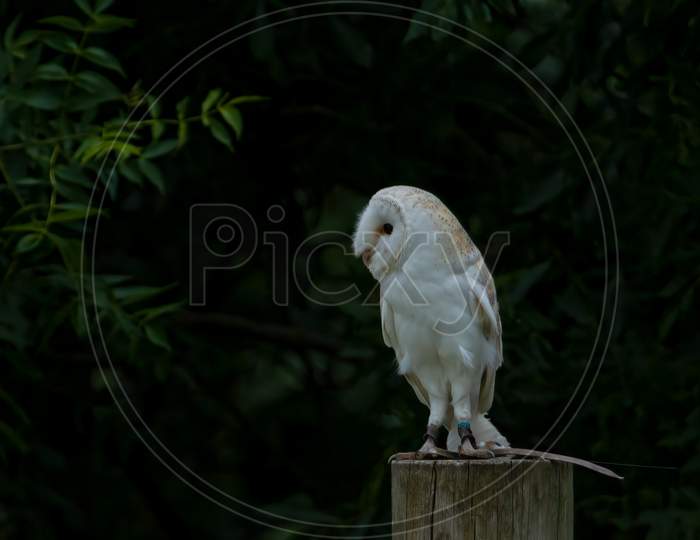 Jessied Barn Owl, Tyto Alba, Perched On Fence Post Highlighted Against Foliage Background
