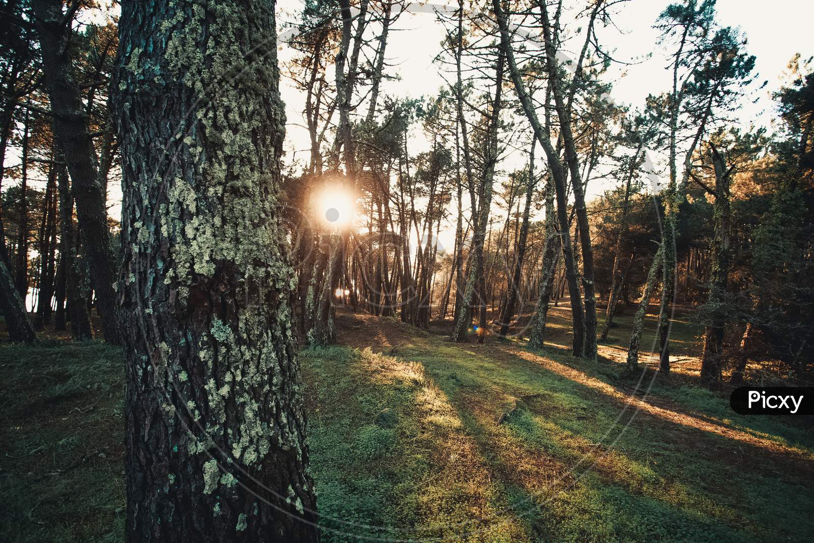 Forest During A Sunset With The Tree Shadows And A Green Grass With Copy Space