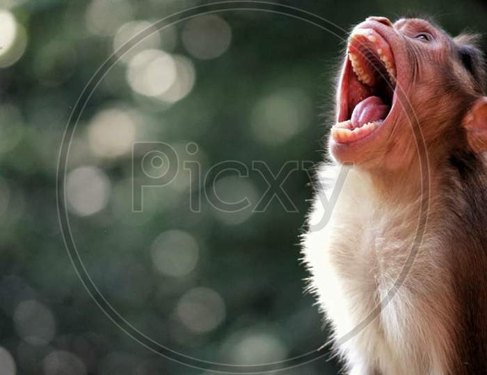 Wild life A Monkey Yawning