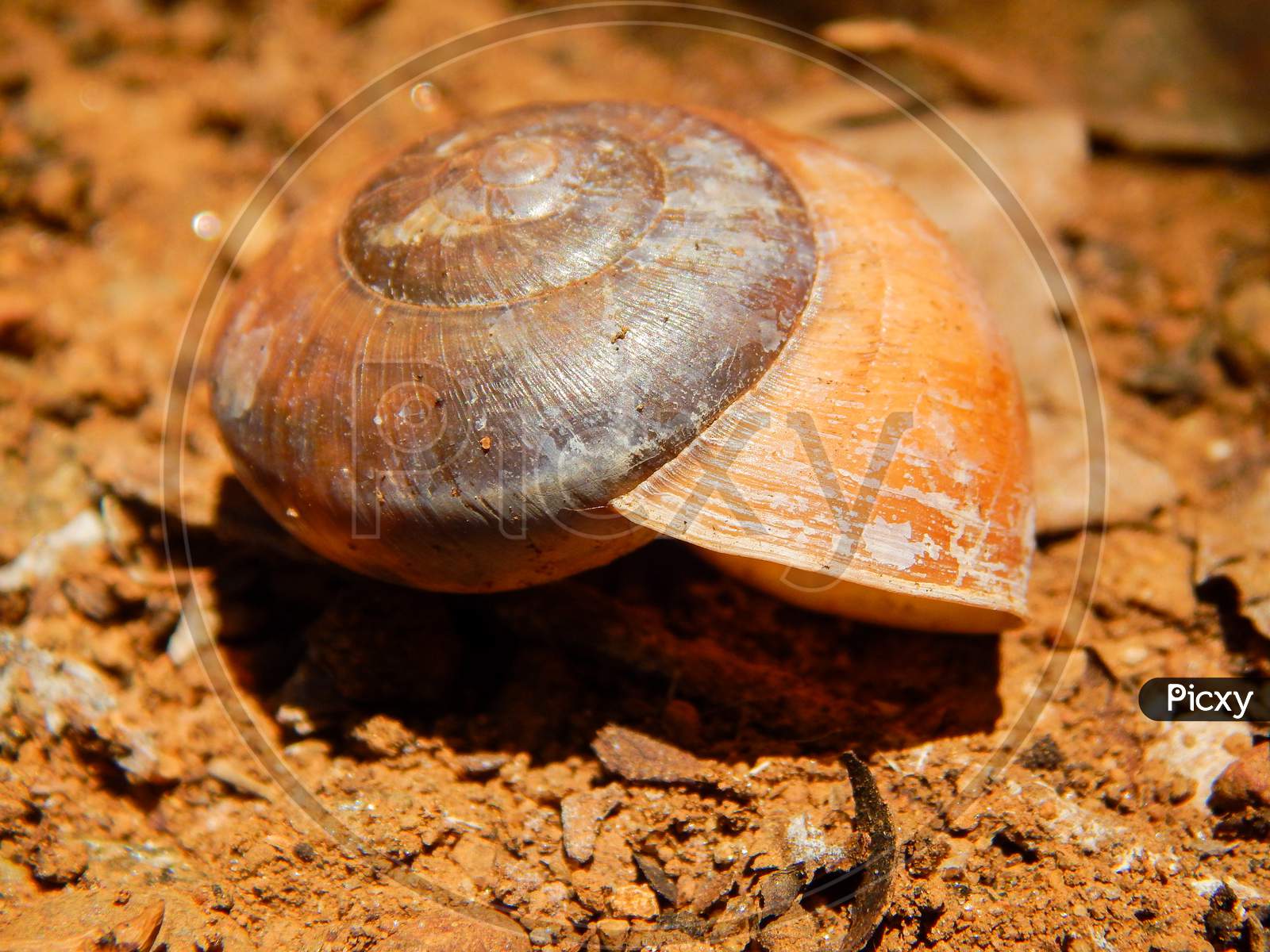A empty snail shell in red soil