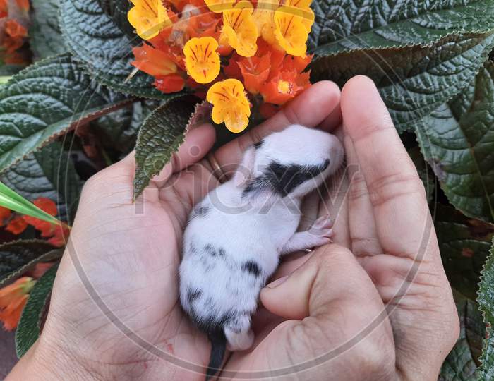 New born rabbit