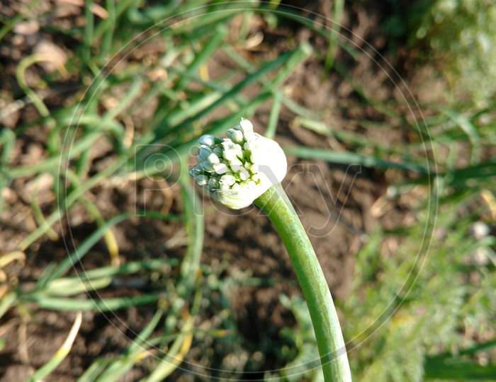 Onion Flower Blooming Allium