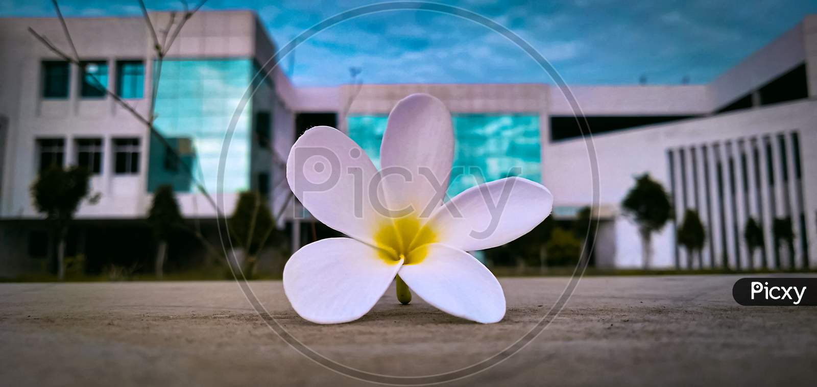 A perennial flower in front of my collage