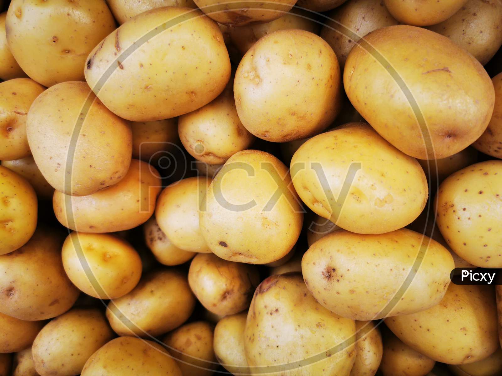 The potato is a root vegetable native to the Americas, a starchy tuber of the plant Solanum tuberosum, and the plant itself is a perennial in the nightshade family, Solanaceae. Wild potato species, originating in modern-day Peru, can be found throughout the Americas, from the United States to southe