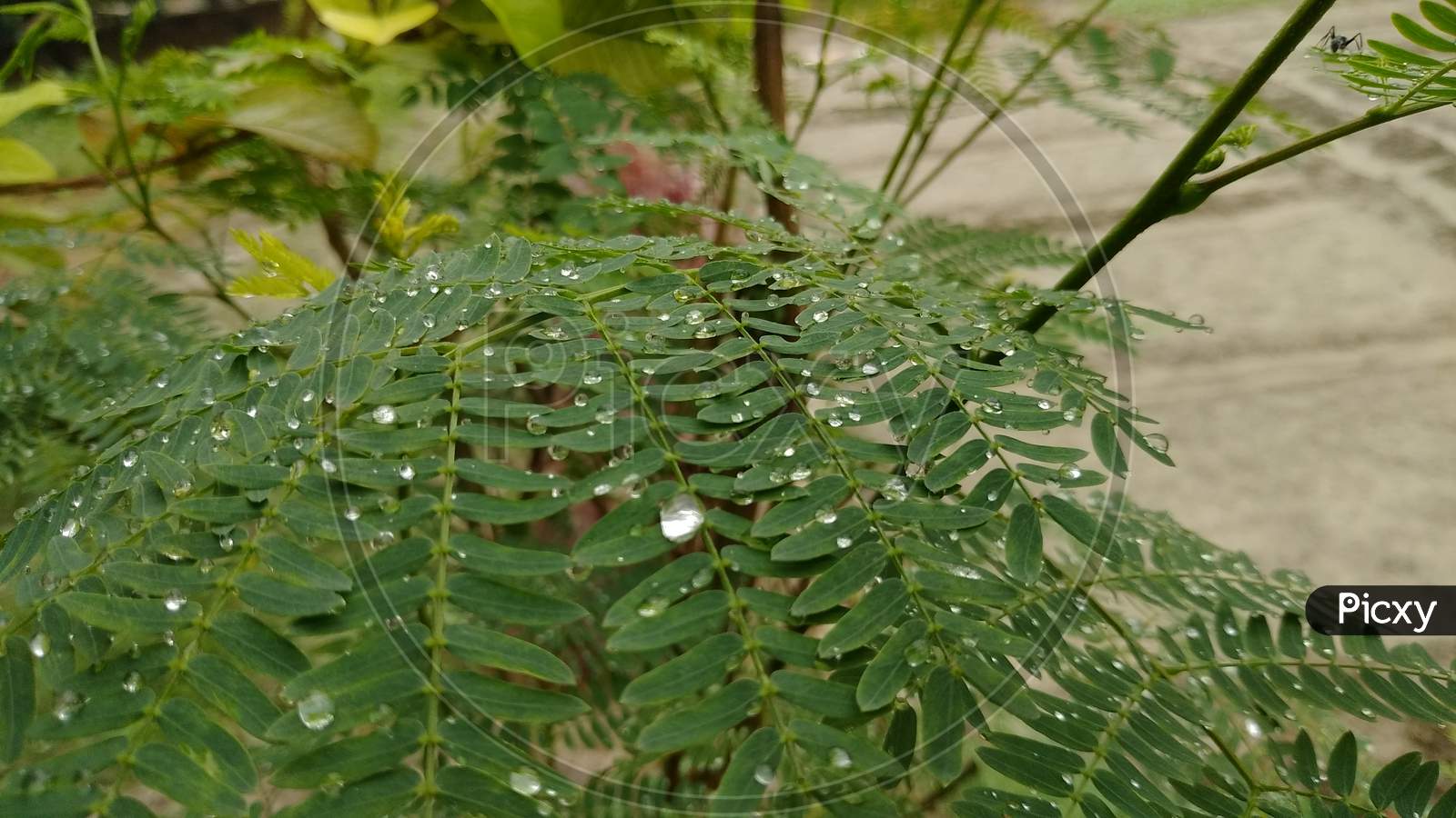 Water drops on Acacia plant leaf