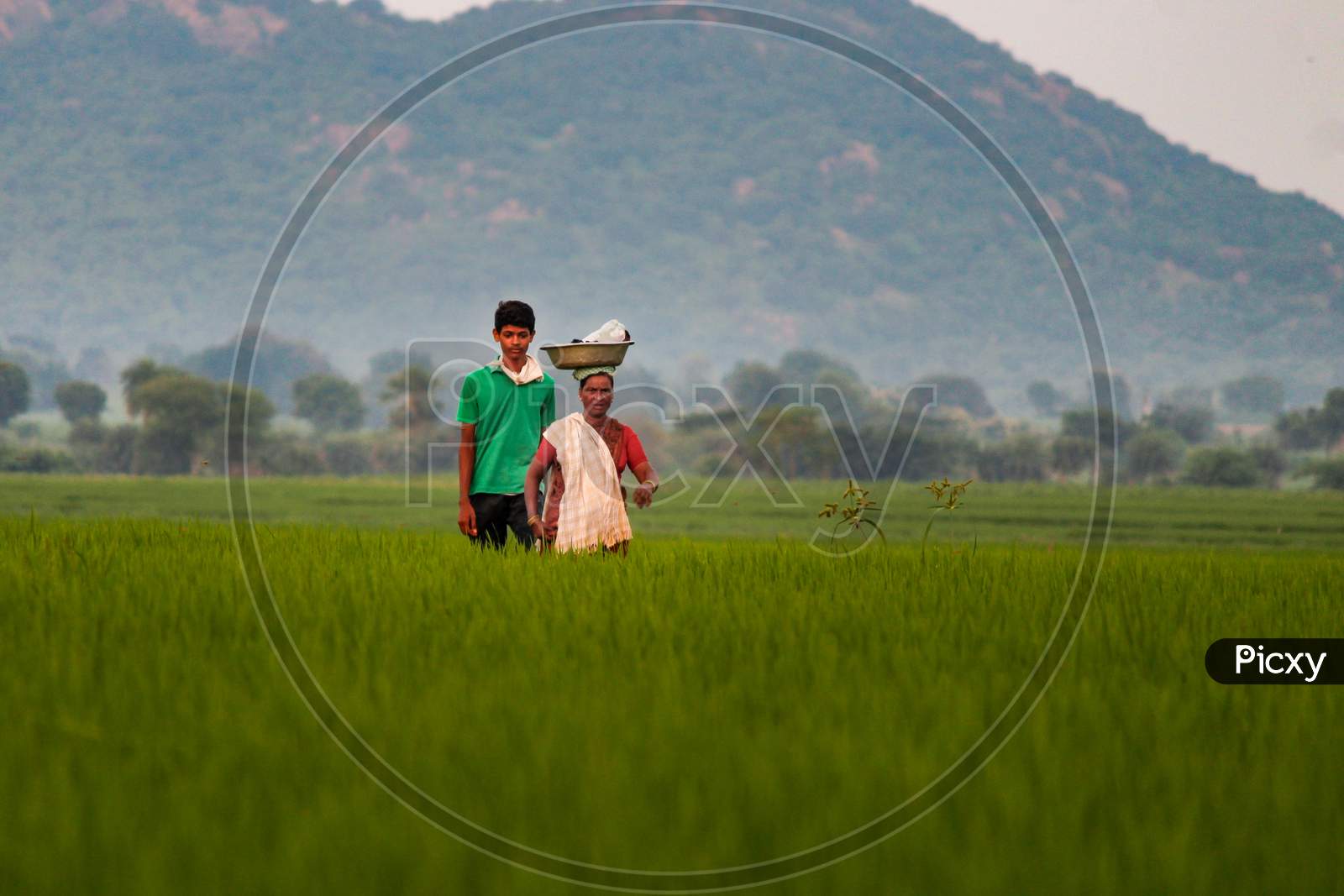Women returning from agriculture fields after work