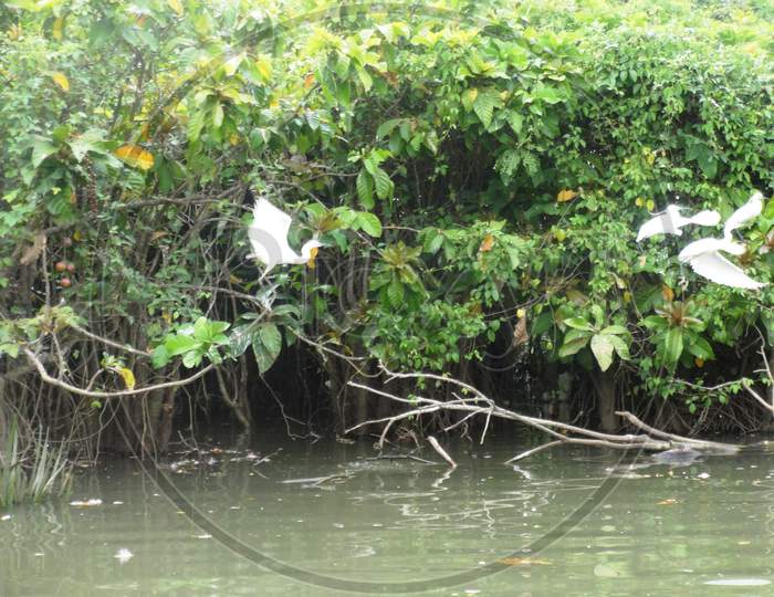 mangrove forest in the backwaters of Kerala