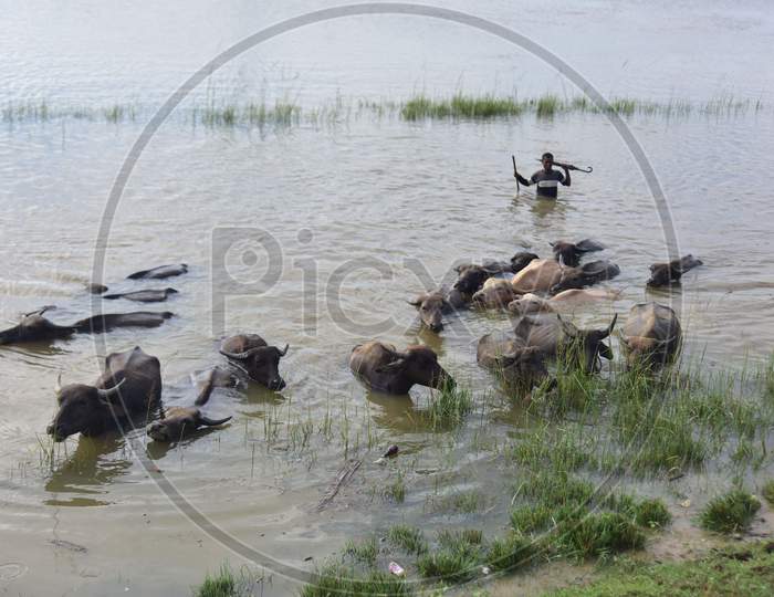 Villagers along with their  buffalos  move to safer place from the flooded area at Juripar village near Kampur  in Nagaon District of Assam on sep 25,2020.