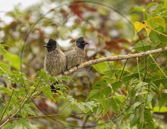 Red Vented Bulbuls