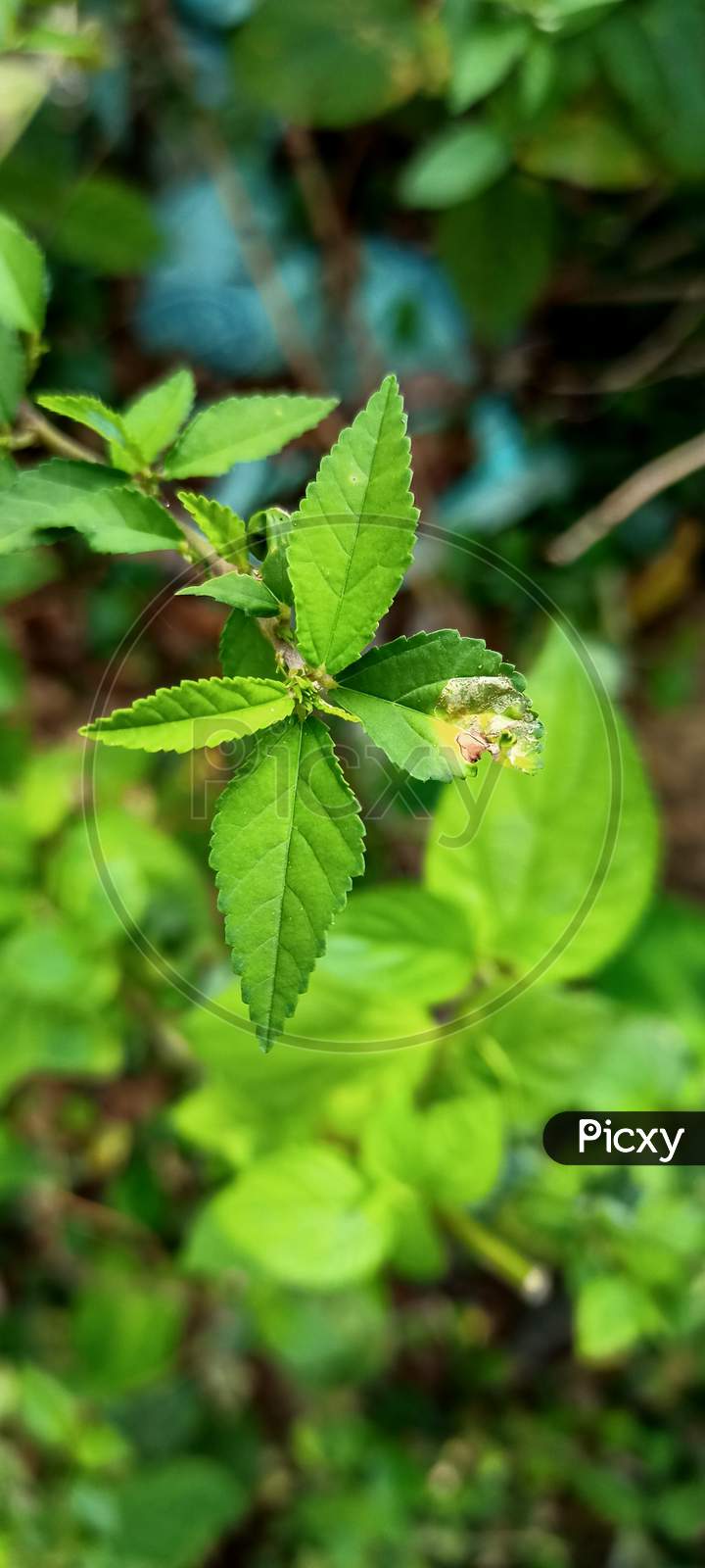 Green plant, blur