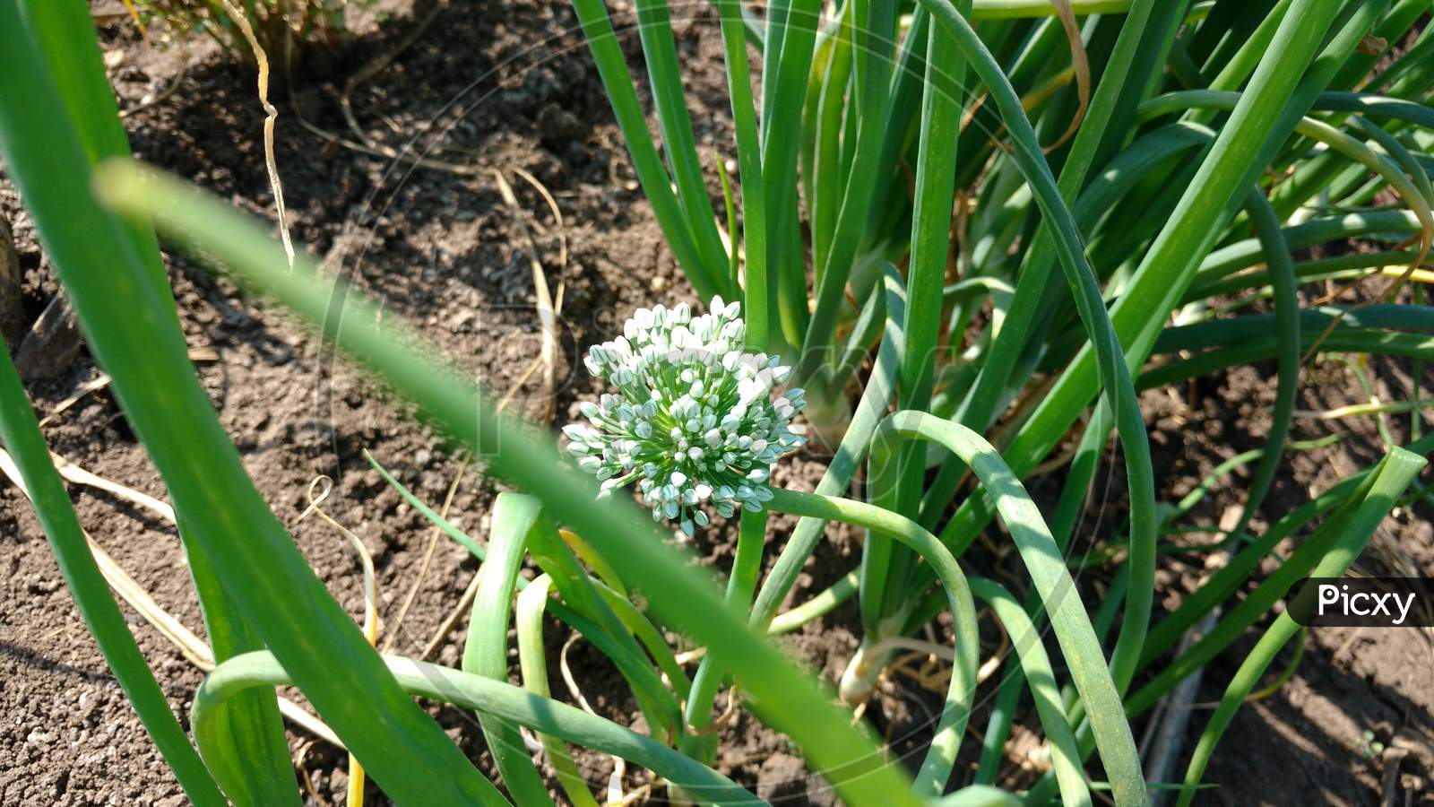 White Onion Flower Blooming Of Allium, Daylight