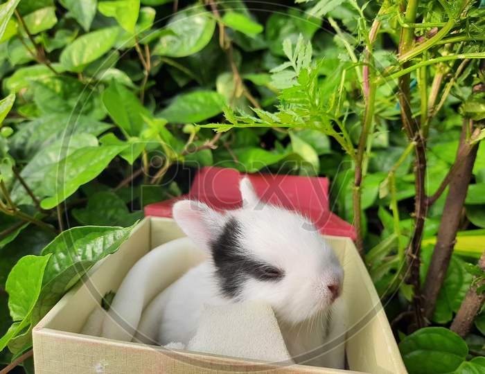 Baby rabbit, little bunny