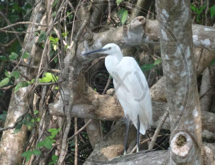 birds in the backwaters of kerala