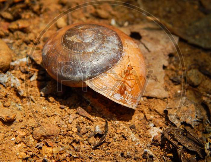 Empty snail shell in red soil and a ant on it