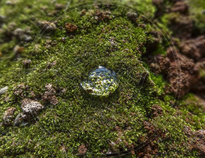 Dew drop on grass | Water drop